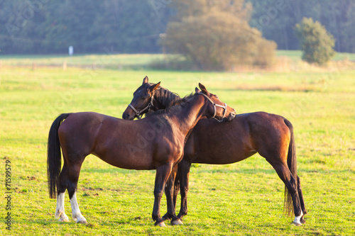 Fotoroleta para trawa natura koń
