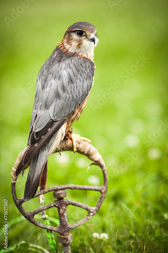 Obraz na płótnie ptak zwierzę mężczyzna piękny