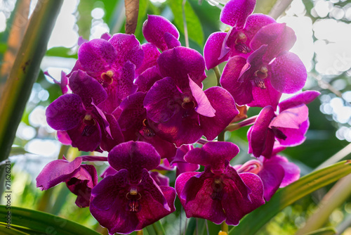 Fototapeta egzotyczny obraz orhidea