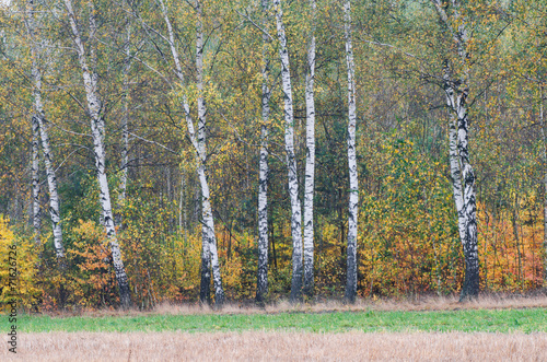 Obraz na płótnie pastwisko łąka jesień brzoza pejzaż