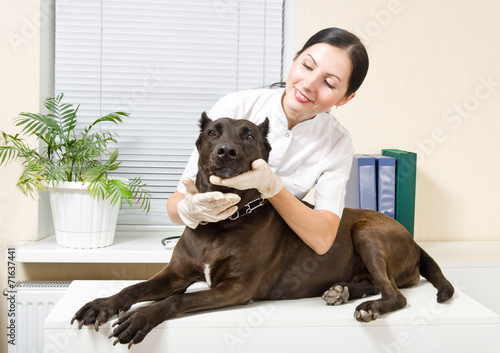 Fotoroleta medycyna zdrowy kobieta pies