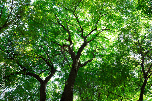 Fotoroleta polana drzewa bezdroża pejzaż