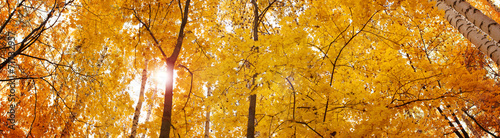 Naklejka jesień park panorama wzór natura