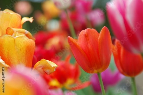 Fotoroleta tulipan roślina kwiat sprężyna wielkanoc