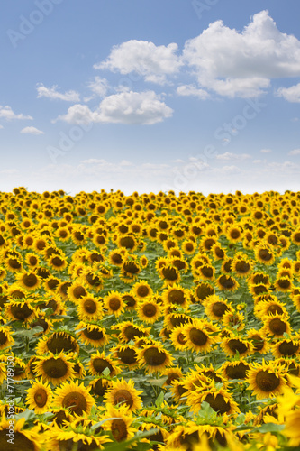 Plakat pyłek słonecznik słońce żniwa kwiat