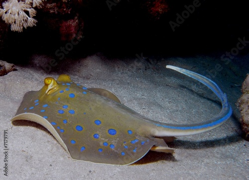 Fototapeta morze ryba morze czerwone podwodne