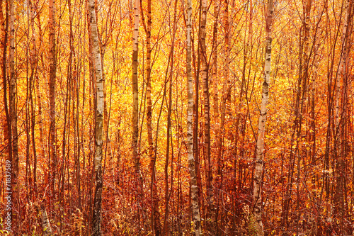 Obraz na płótnie widok las pejzaż jesień