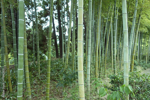 Fotoroleta bambus zielony kwota gaj