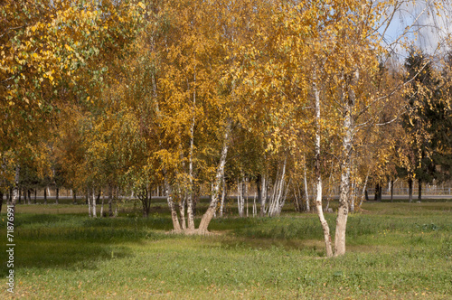 Obraz na płótnie brzoza park drzewa jesień