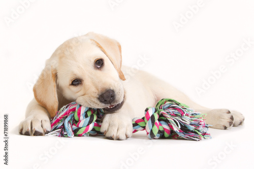 Fotoroleta szczenię ładny labrador pies zwierzę