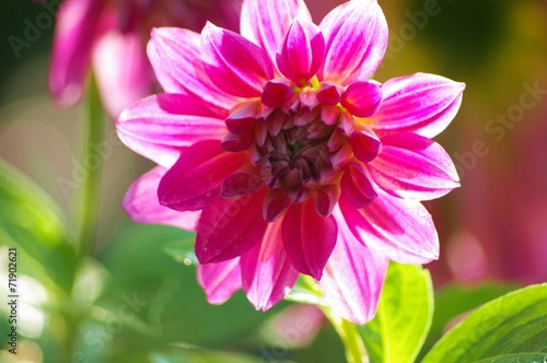 Fototapeta dalia słońce natura kwiat ładny