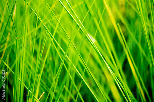 Fototapeta świeży trawa ogród pole