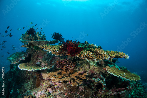 Naklejka koral słońce ryba woda morze