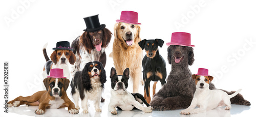 Obraz na płótnie Psie przyjęcie