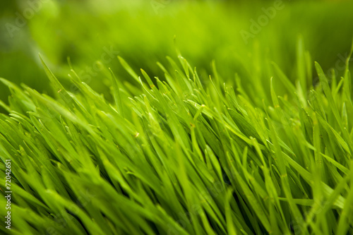 Naklejka łąka natura trawa pole