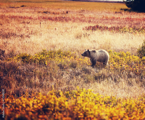 Obraz na płótnie natura niedźwiedź dziki trawa ameryka