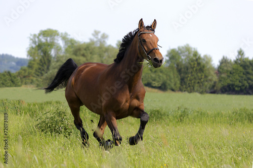 Fotoroleta trawa wierzba koń grzywa