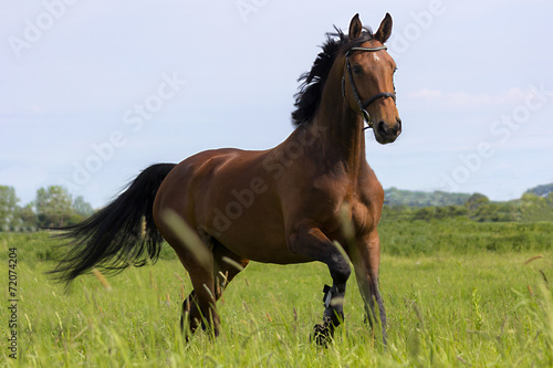 Naklejka grzywa trawa koń