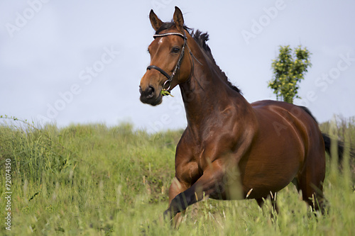 Fototapeta grzywa koń trawa wierzba jeść