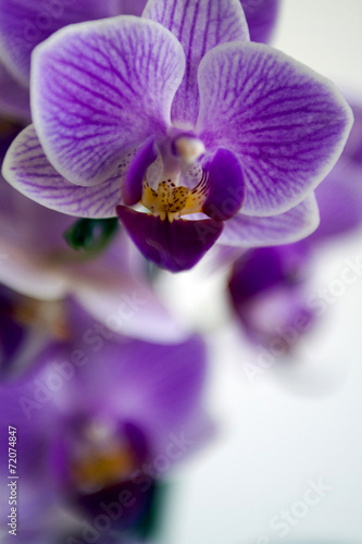 Fototapeta kwiat piękny roślina kwitnący