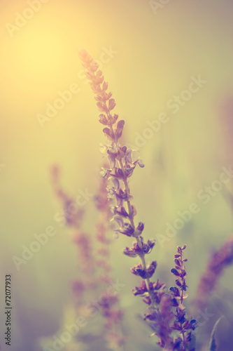 Naklejka lawenda bezdroża trawa pyłek ładny