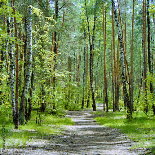 Plakat spokojny ścieżka las roślina droga