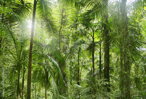 Obraz na płótnie bezdroża las roślina tropikalny słońce