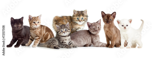 Obraz na płótnie panoramiczny kot kociak zwierzę ładny