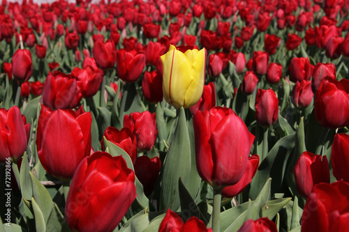 Naklejka holandia natura tulipan pole bukiet