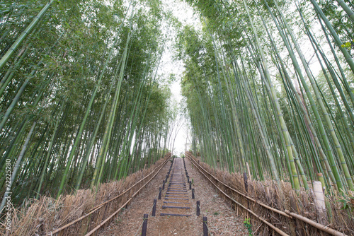 Fototapeta krajobraz spokojny bambus japonia