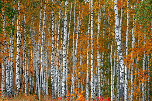 Obraz na płótnie jesień pejzaż krajobraz