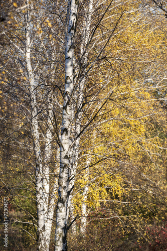 Fotoroleta piękny brzoza wiejski drzewa pejzaż