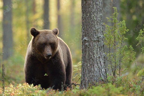 Fotoroleta bezdroża niedźwiedź natura dziki