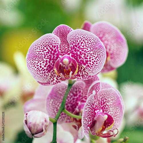 Fototapeta kwiat świeży ogród