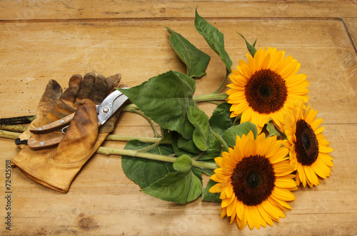 Fototapeta kwiat słonecznik ciąć drewniany płatki