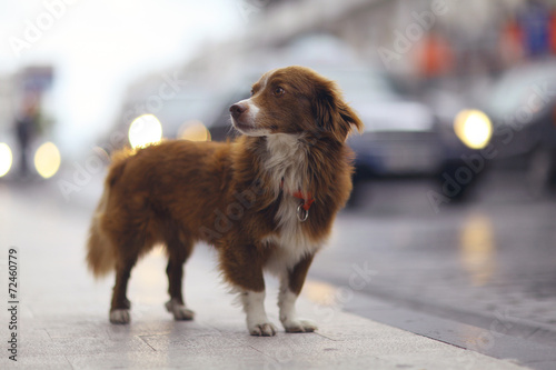 Obraz na płótnie Rudy pies na ulicy