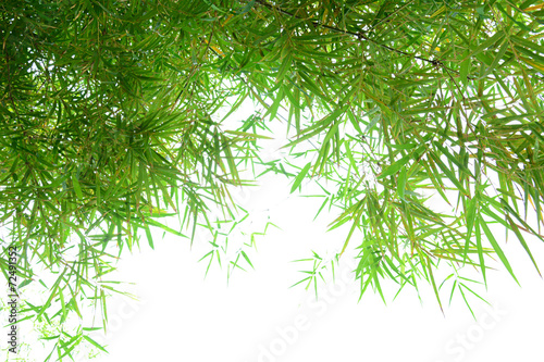 Plakat świeży japoński drzewa piękny bambus