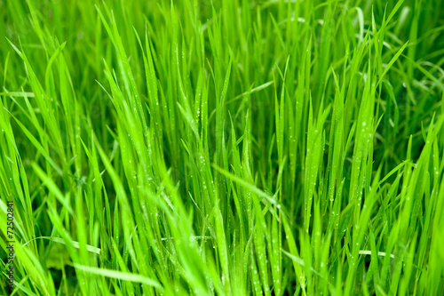 Fototapeta zdrowy pole lato trawa