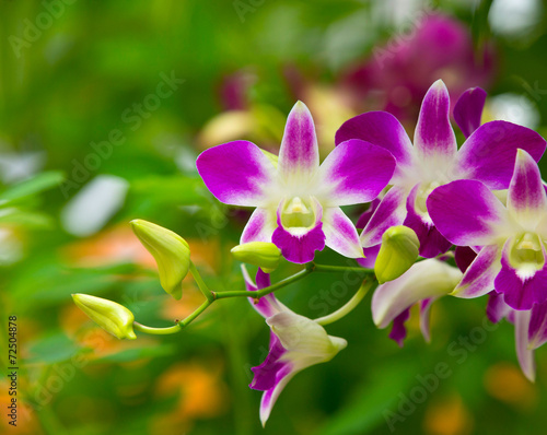 Obraz na płótnie kwiat wzór orhidea storczyk natura