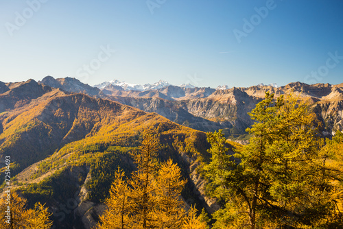 Fotoroleta natura jesień panoramiczny pejzaż las