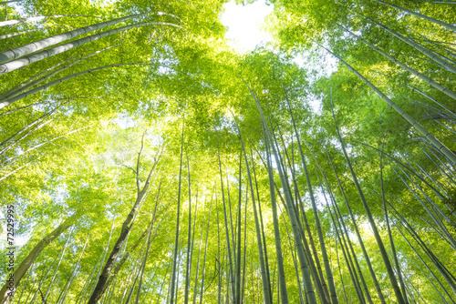 Obraz na płótnie spokojny bambus rosa