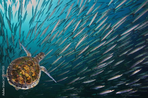 Plakat rafa ławica żółw podwodne