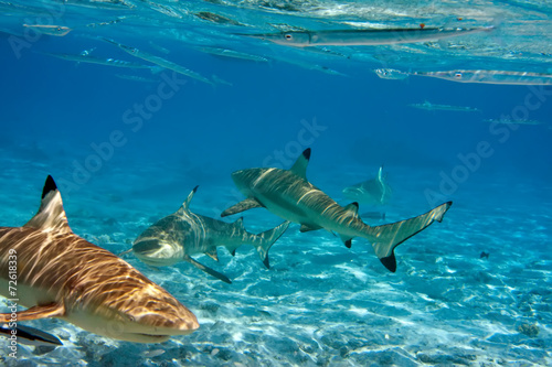 Naklejka egipt ryba malediwy