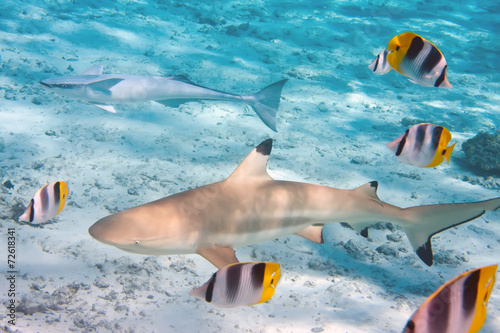 Fototapeta egipt zwierzę rekin wyspa piękny