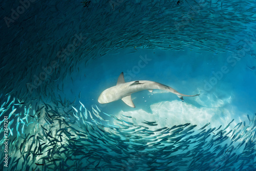 Fotoroleta malediwy podwodne dziki morze zwierzę