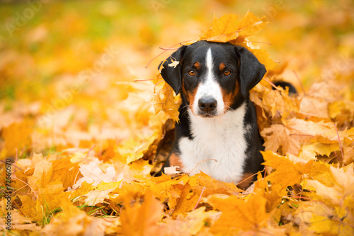 Fotoroleta Pies w złotych liściach