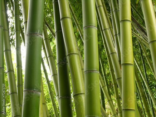 Plakat las spokojny dżungla drzewa bambus