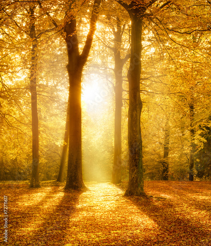 Plakat krajobraz drzewa słońce polana jesień