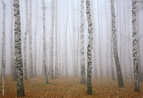 Fotoroleta drzewa jesień pejzaż