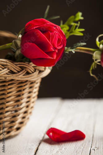 Fototapeta kwiat pąk miłość piękny świeży